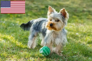 Mehr über den Artikel erfahren Yorkshire Terrier Züchter und Welpen in den USA