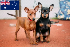 Mehr über den Artikel erfahren Zwergpinscher Züchter und Welpen in Australien