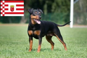 Mehr über den Artikel erfahren Zwergpinscher Züchter und Welpen in Bremen