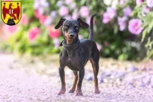 Mehr über den Artikel erfahren Zwergpinscher Züchter und Welpen im Burgenland