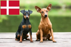 Mehr über den Artikel erfahren Zwergpinscher Züchter und Welpen in Dänemark