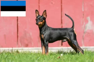 Mehr über den Artikel erfahren Zwergpinscher Züchter und Welpen in Estland