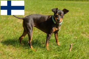 Mehr über den Artikel erfahren Zwergpinscher Züchter und Welpen in Finnland