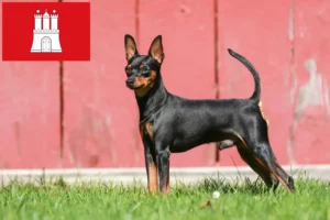 Mehr über den Artikel erfahren Zwergpinscher Züchter und Welpen in Hamburg