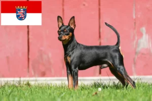 Mehr über den Artikel erfahren Zwergpinscher Züchter und Welpen in Hessen