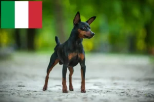 Mehr über den Artikel erfahren Zwergpinscher Züchter und Welpen in Italien