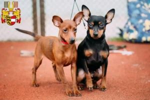 Mehr über den Artikel erfahren Zwergpinscher Züchter und Welpen in Kärnten