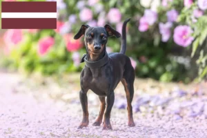 Mehr über den Artikel erfahren Zwergpinscher Züchter und Welpen in Lettland