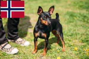 Mehr über den Artikel erfahren Zwergpinscher Züchter und Welpen in Norwegen