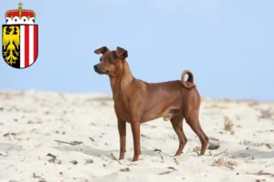 Mehr über den Artikel erfahren Zwergpinscher Züchter und Welpen in Oberösterreich