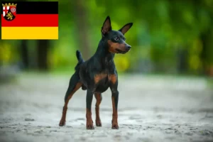 Mehr über den Artikel erfahren Zwergpinscher Züchter und Welpen in Rheinland-Pfalz