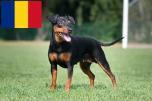 Mehr über den Artikel erfahren Zwergpinscher Züchter und Welpen in Rumänien