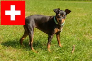 Mehr über den Artikel erfahren Zwergpinscher Züchter und Welpen in der Schweiz