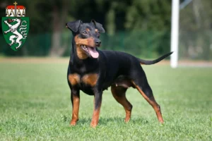 Mehr über den Artikel erfahren Zwergpinscher Züchter und Welpen in der Steiermark