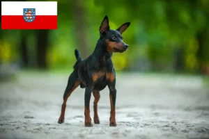 Mehr über den Artikel erfahren Zwergpinscher Züchter und Welpen in Thüringen