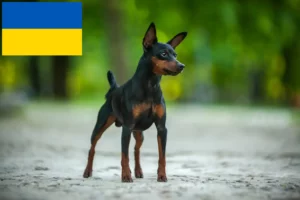 Mehr über den Artikel erfahren Zwergpinscher Züchter und Welpen in der Ukraine