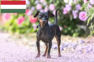 Mehr über den Artikel erfahren Zwergpinscher Züchter und Welpen in Ungarn