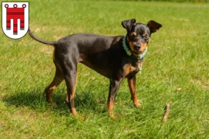 Mehr über den Artikel erfahren Zwergpinscher Züchter und Welpen in Vorarlberg