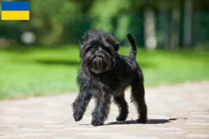 Mehr über den Artikel erfahren Affenpinscher Züchter und Welpen in der Ukraine