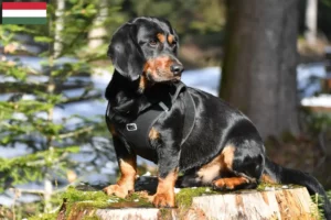 Mehr über den Artikel erfahren Alpenländische Dachsbracke Züchter und Welpen in Ungarn