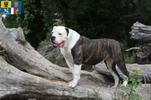 Mehr über den Artikel erfahren American Bulldog Züchter und Welpen in Mähren-Schlesien