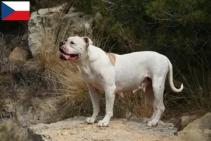 Mehr über den Artikel erfahren American Bulldog Züchter und Welpen in Tschechien