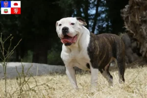 Mehr über den Artikel erfahren American Bulldog Züchter und Welpen in Vysočina