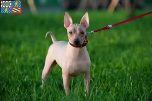 Mehr über den Artikel erfahren American Hairless Terrier Züchter und Welpen in Bourgogne-Franche-Comté