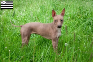 Mehr über den Artikel erfahren American Hairless Terrier Züchter und Welpen in der Bretagne