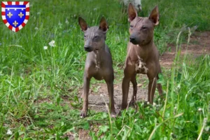 Mehr über den Artikel erfahren American Hairless Terrier Züchter und Welpen in Centre-Val de Loire