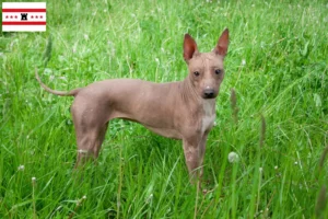 Mehr über den Artikel erfahren American Hairless Terrier Züchter und Welpen in Drenthe