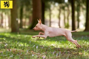 Mehr über den Artikel erfahren American Hairless Terrier Züchter und Welpen in Flandern