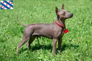 Mehr über den Artikel erfahren American Hairless Terrier Züchter und Welpen in Friesland