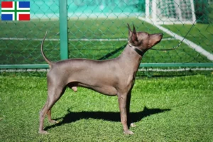 Mehr über den Artikel erfahren American Hairless Terrier Züchter und Welpen in Groningen