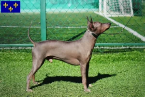 Mehr über den Artikel erfahren American Hairless Terrier Züchter und Welpen in Île-de-France