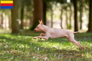 Mehr über den Artikel erfahren American Hairless Terrier Züchter und Welpen in Nordholland