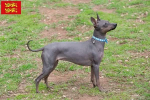 Mehr über den Artikel erfahren American Hairless Terrier Züchter und Welpen in der Normandie