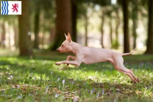Mehr über den Artikel erfahren American Hairless Terrier Züchter und Welpen in Nouvelle-Aquitaine