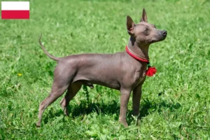 Mehr über den Artikel erfahren American Hairless Terrier Züchter und Welpen in Polen