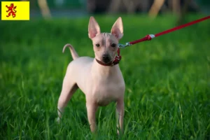 Mehr über den Artikel erfahren American Hairless Terrier Züchter und Welpen in Südholland