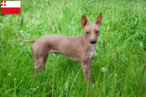 Mehr über den Artikel erfahren American Hairless Terrier Züchter und Welpen in Utrecht