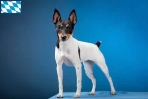 Mehr über den Artikel erfahren American Toy Terrier Züchter und Welpen in Bayern