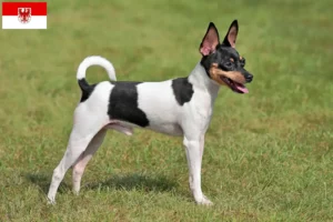 Mehr über den Artikel erfahren American Toy Terrier Züchter und Welpen in Brandenburg