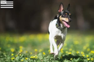 Mehr über den Artikel erfahren American Toy Terrier Züchter und Welpen in der Bretagne