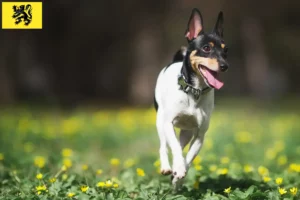 Mehr über den Artikel erfahren American Toy Terrier Züchter und Welpen in Flandern