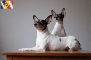 Mehr über den Artikel erfahren American Toy Terrier Züchter und Welpen in Grand Est