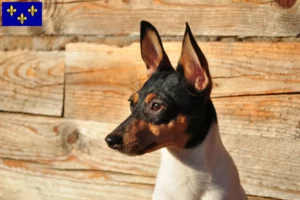 Mehr über den Artikel erfahren American Toy Terrier Züchter und Welpen in Île-de-France