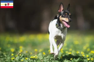 Mehr über den Artikel erfahren American Toy Terrier Züchter und Welpen in Mecklenburg-Vorpommern