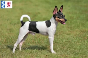 Mehr über den Artikel erfahren American Toy Terrier Züchter und Welpen in Nouvelle-Aquitaine