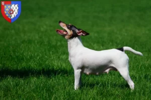 Mehr über den Artikel erfahren American Toy Terrier Züchter und Welpen in Pays de la Loire